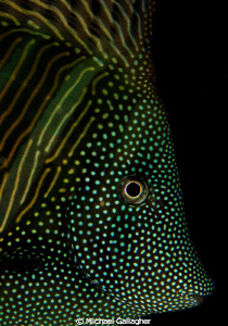 Sailfin Surgeonfish portrait taken in the Egyptian Red Sea by Michael Gallagher 